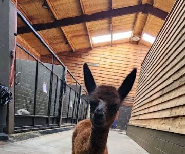 Martin Veterinary Services