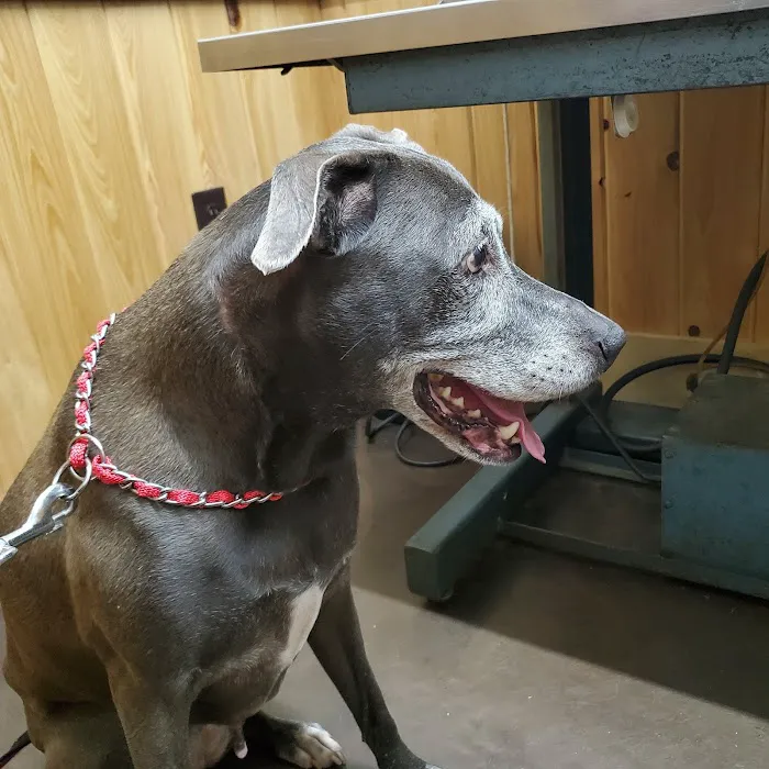 Martin Veterinary Services 2