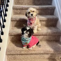 Walker Canine Care ico