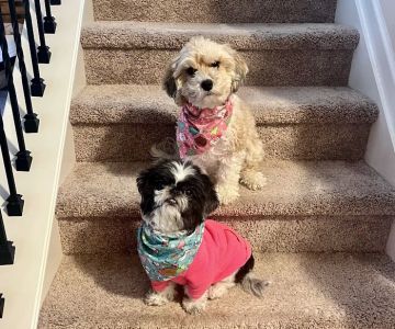Walker Canine Care