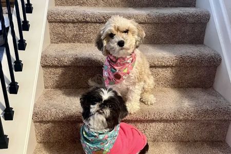 Walker Canine Care