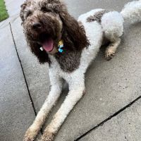 Hendricks Veterinary Hospital LLC ico