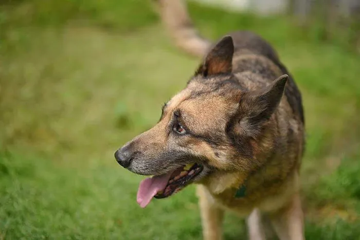 Hendricks Veterinary Hospital LLC 12