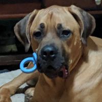 Wildflower Traveling Vet ico