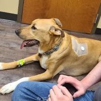 Magnolia Veterinary Hospital ico