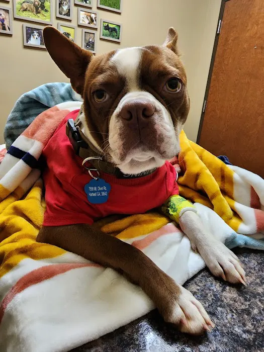 Magnolia Veterinary Hospital 12