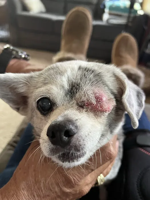 Magnolia Veterinary Hospital 12