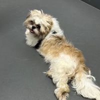 Paw Prints Animal Hospital ico