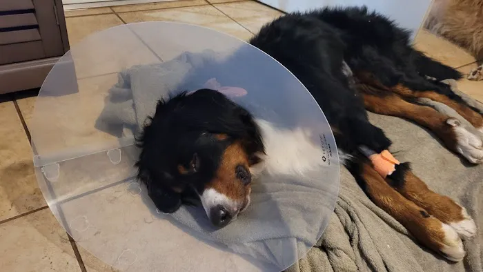 Banfield Pet Hospital 12