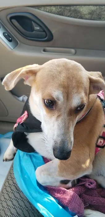 Banfield Pet Hospital 12