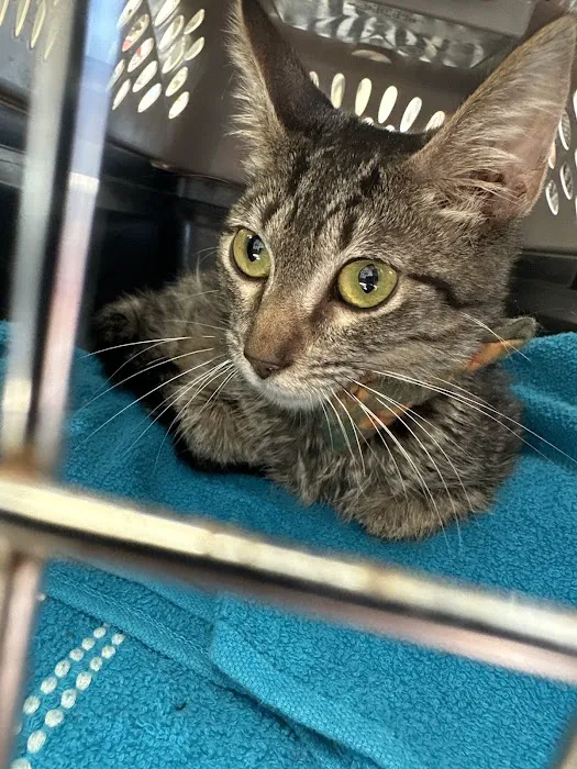 Clearview Animal Hospital 12