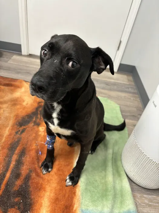 Clearview Animal Hospital 12