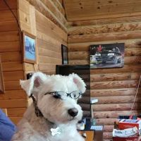 Langston Veterinary Clinic ico