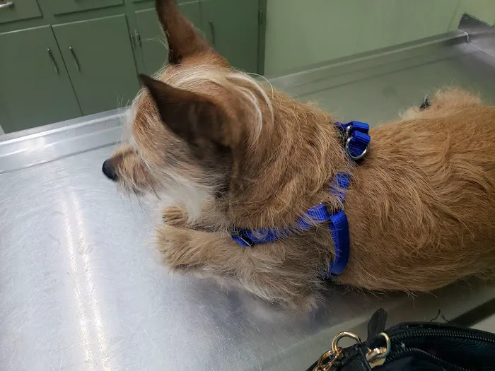 Lavonia Animal Hospital 2