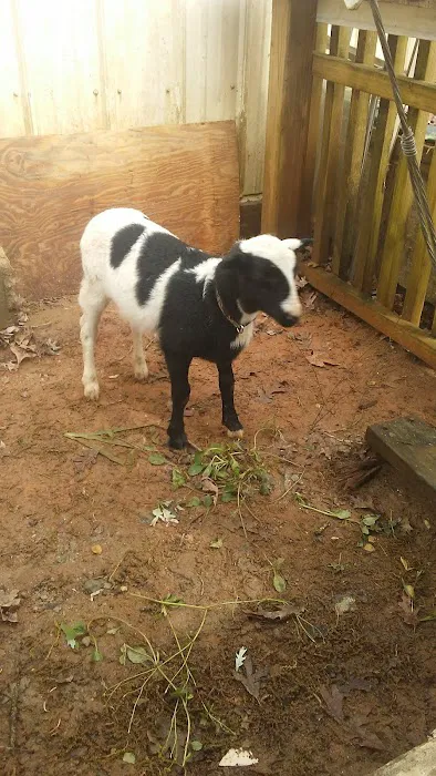 Lavonia Animal Hospital 7