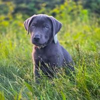 Tugaloo Animal Hospital ico