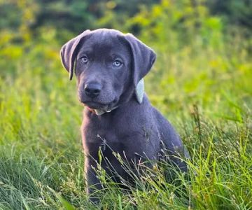 Tugaloo Animal Hospital