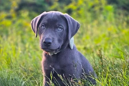 Tugaloo Animal Hospital