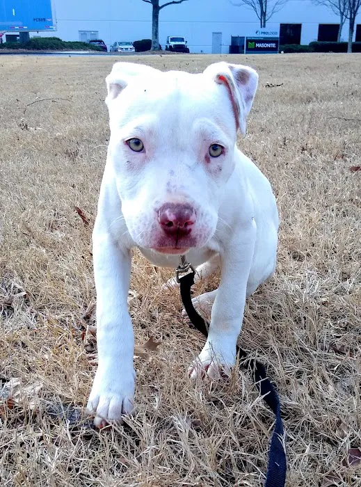 Tugaloo Animal Hospital 12