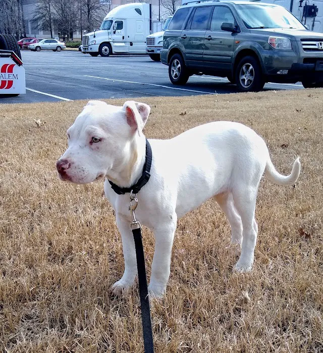 Tugaloo Animal Hospital 12