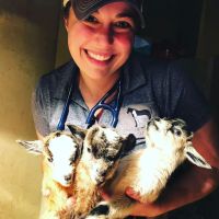 Hartwell Equine Veterinary Services ico