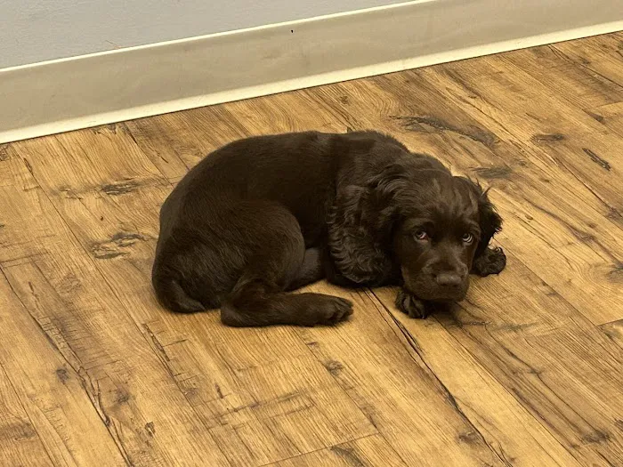 Hartwell Animal Hospital 12