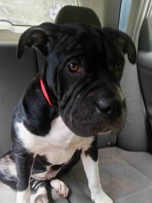 Hartwell Animal Hospital 12