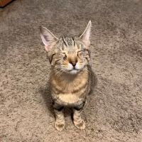 Hartwell Animal Hospital ico