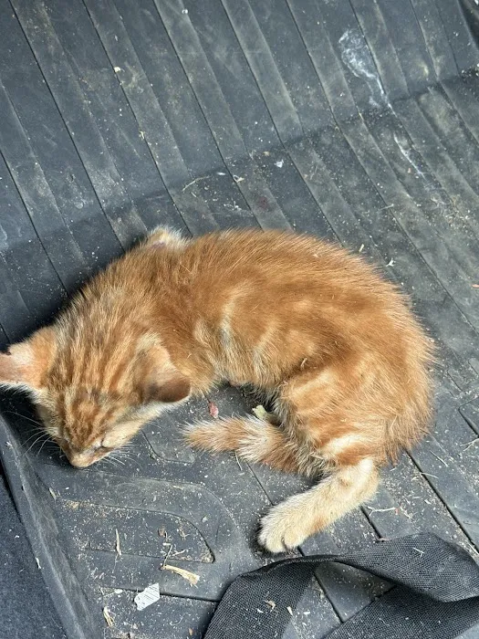 Lake Hartwell Veterinary Clinic 12