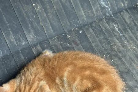 Lake Hartwell Veterinary Clinic