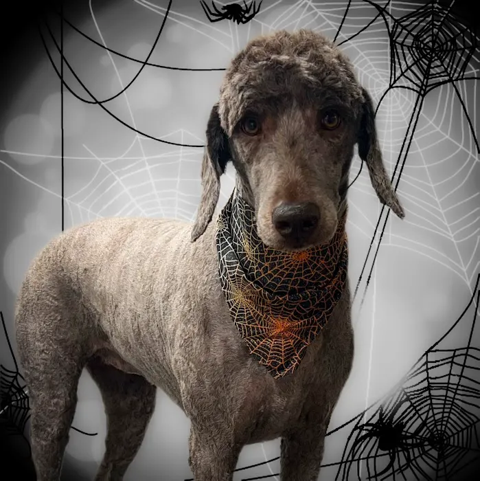 All Creatures Veterinary Services (formerly Elberton Animal Hospital) 12