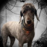 All Creatures Veterinary Services (formerly Elberton Animal Hospital) ico