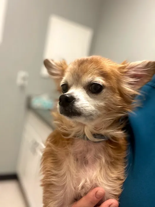All Creatures Veterinary Services (formerly Elberton Animal Hospital) 12