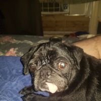 Crescent Animal Hospital ico