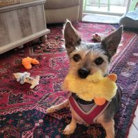 Rabun Animal Hospital ico