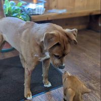 Clayton Veterinary Hospital ico