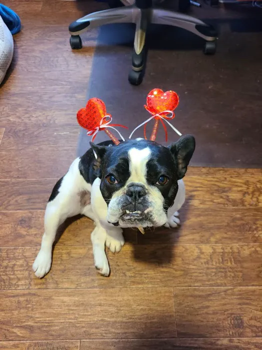 Clayton Veterinary Hospital 12