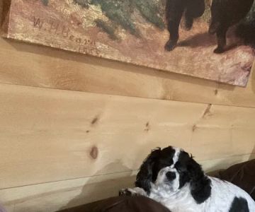 Franklin Veterinary Hospital, PA