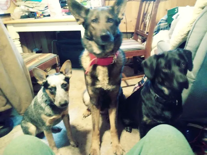 Lenzo Animal Hospital 5
