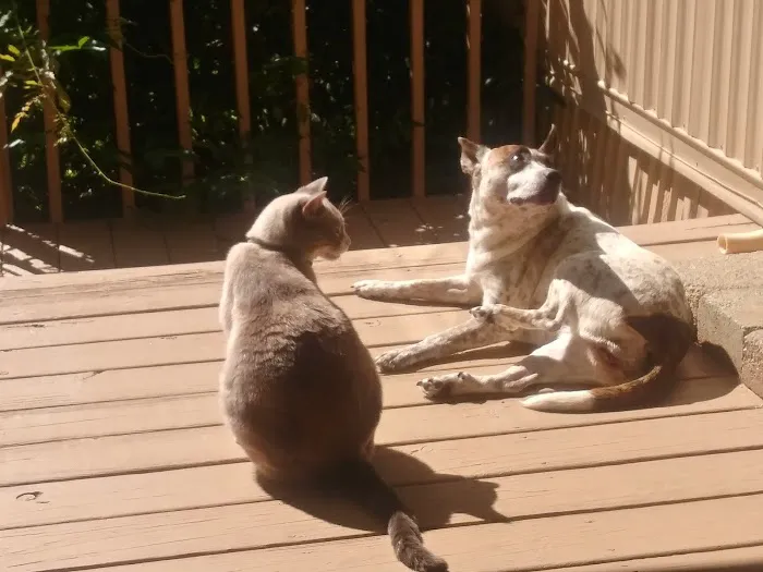 Noah's Ark Companion Animal Hospital 5