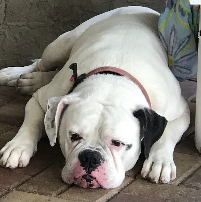 Noah's Ark Companion Animal Hospital 1