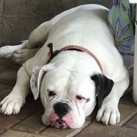 Noah's Ark Companion Animal Hospital ico