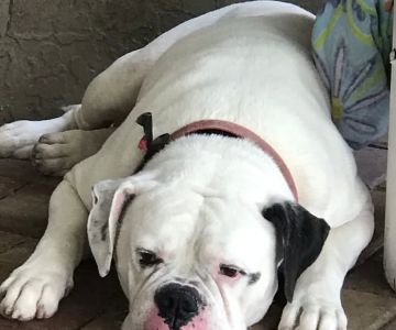 Noah's Ark Companion Animal Hospital