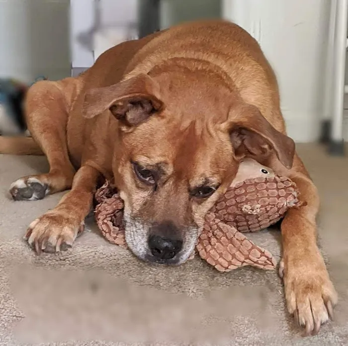 Noah's Ark Companion Animal Hospital 2