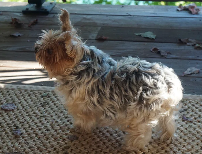 Noah's Ark Companion Animal Hospital 10