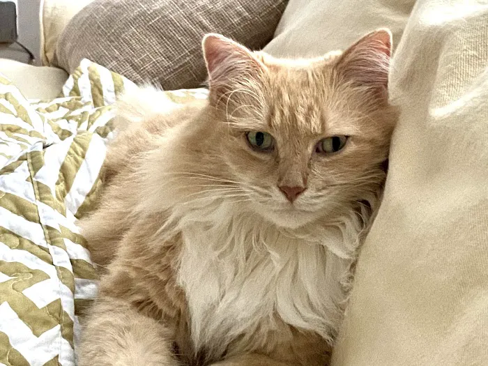 Animal Wellness Hospital of Highlands 9