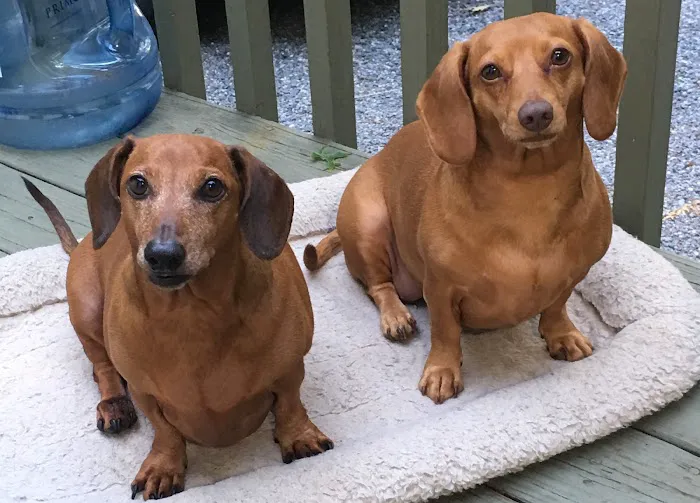 Animal Wellness Hospital of Highlands 5
