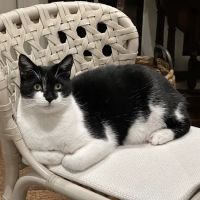 Animal Wellness Hospital of Highlands ico