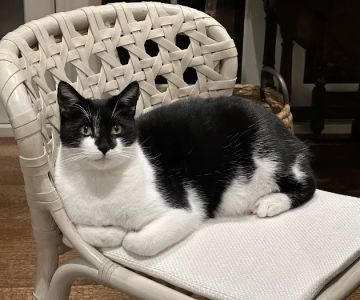 Animal Wellness Hospital of Highlands