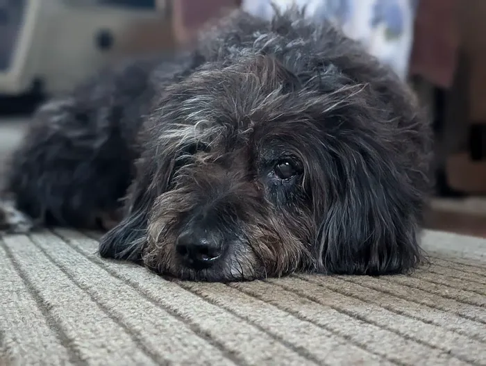 Animal Wellness Hospital of Highlands 10